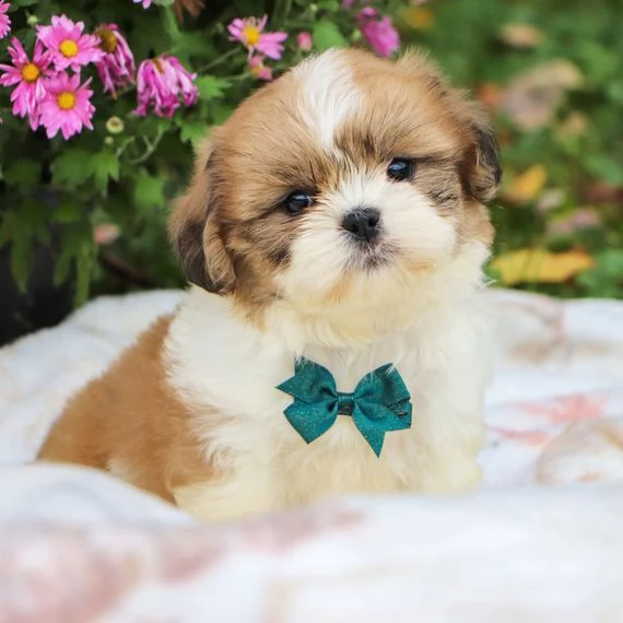 mochi mae è adorabile per te