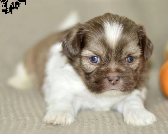 carino adorabile shih tzu per la tua casa! 