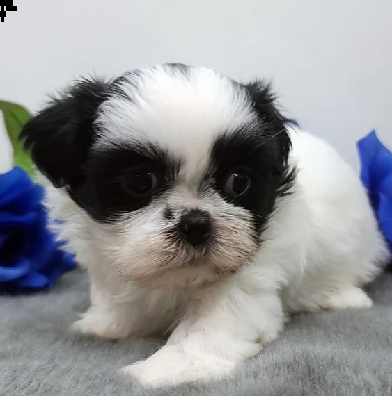 non sono il cucciolo più carino che tu abbia mai visto? 