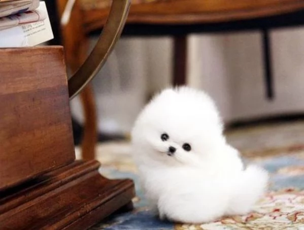 cuccioli di pomerania mini | Foto 0