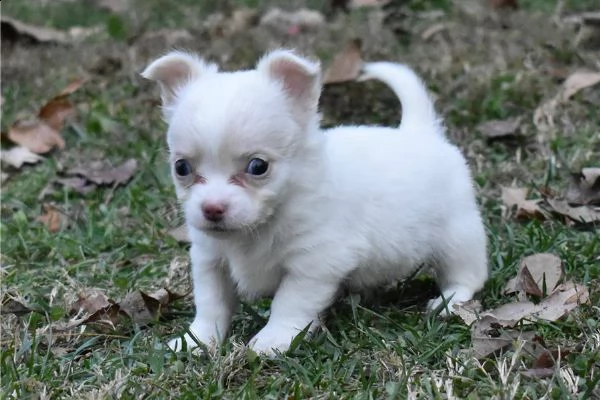 cuccioli di chihuahua in miniatura | Foto 0