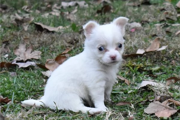 cuccioli di chihuahua in miniatura
