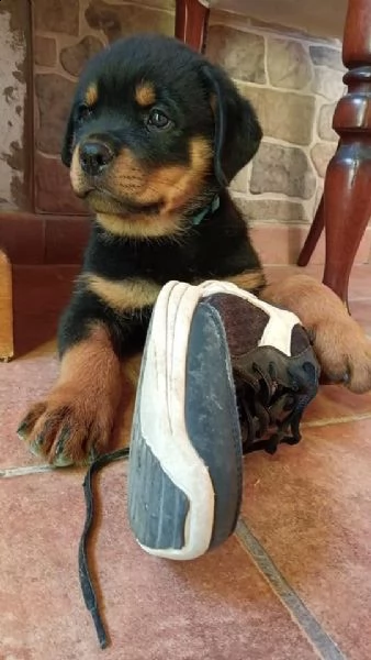 simpatici cuccioli di rottweiler disponibili | Foto 3