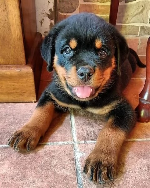 simpatici cuccioli di rottweiler disponibili | Foto 2