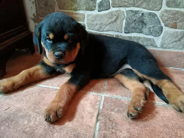 simpatici cuccioli di rottweiler disponibili