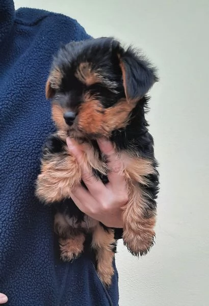 disponibile per yorkshire terrier ragazzi e ragazze. | Foto 2