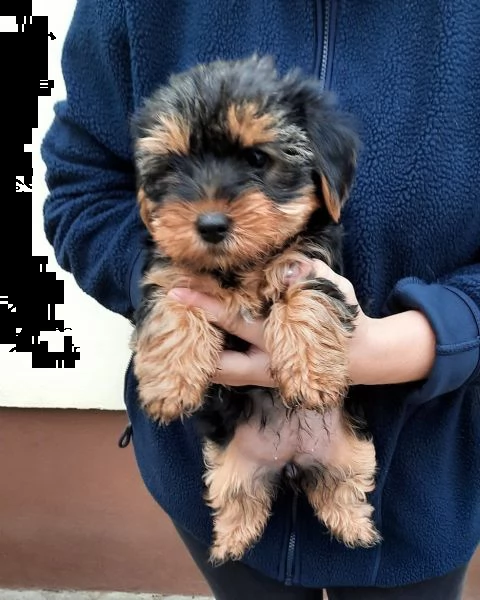 disponibile per yorkshire terrier ragazzi e ragazze. | Foto 1