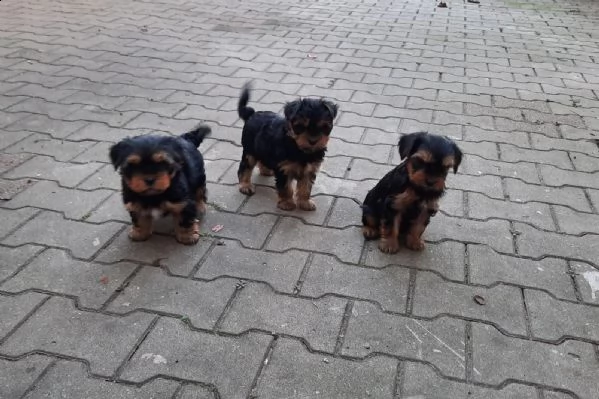 disponibile per yorkshire terrier ragazzi e ragazze. | Foto 0