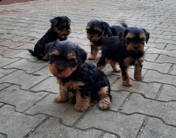 disponibile per yorkshire terrier ragazzi e ragazze.