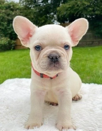 bouledogue francese crema
