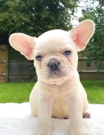 bouledogue francese piccola taglia