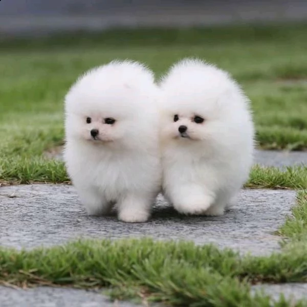 bellissimi cuccioli di pomerania in vendita | Foto 1