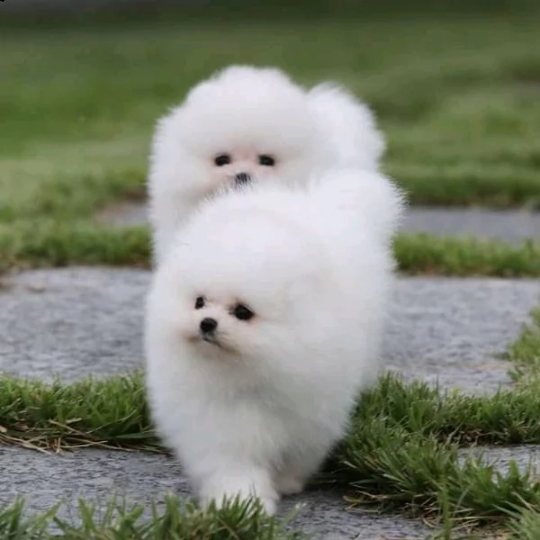 bellissimi cuccioli di pomerania in vendita