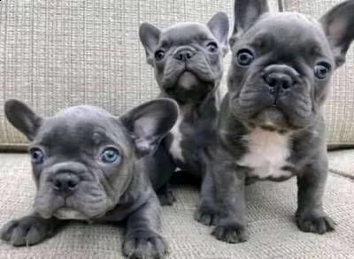 bel ragazzo bulldog francese