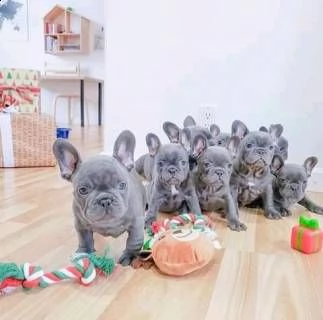 bel ragazzo bulldog francese | Foto 1