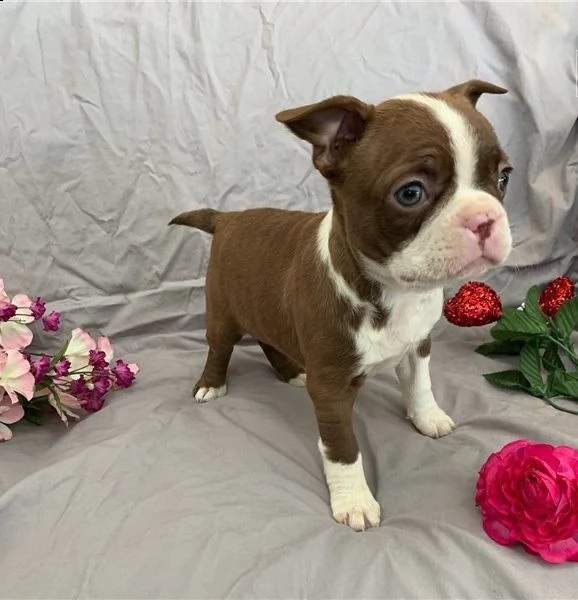 adorabili cuccioli di boston terrier predisposti per l'adozione