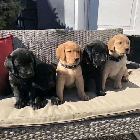 adorables cachorros labrador