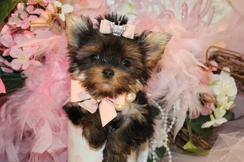 cuccioli di yorkshire con pedigree  | Foto 0