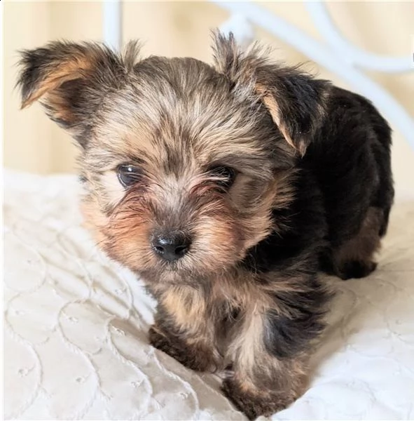   regalo yorkshire cuccioli meravigliosi ! 