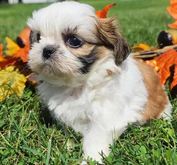 merda dall'aspetto carino!