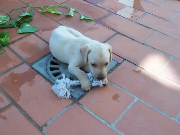splendidi cuccioli di labrador retriever | Foto 1
