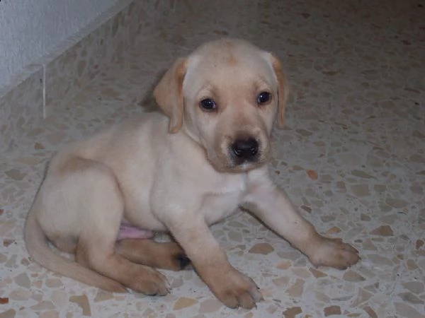 splendidi cuccioli di labrador retriever