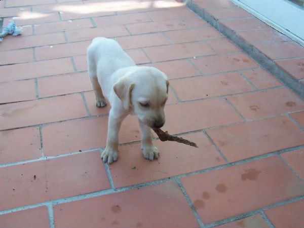 splendidi cuccioli di labrador retriever | Foto 0