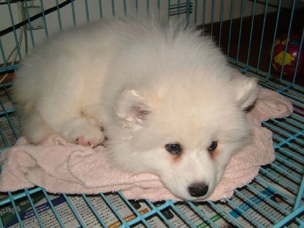 splendidi cuccioli di samoiedo | Foto 1