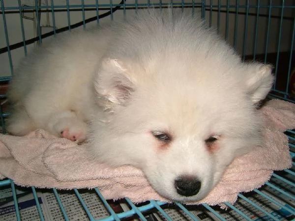 splendidi cuccioli di samoiedo | Foto 0
