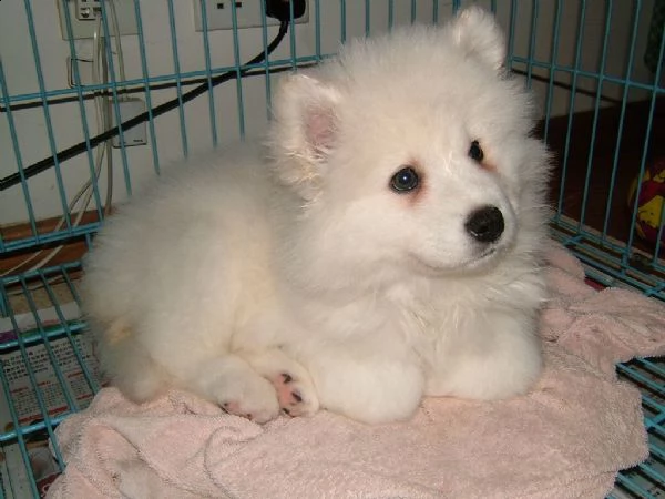 splendidi cuccioli di samoiedo