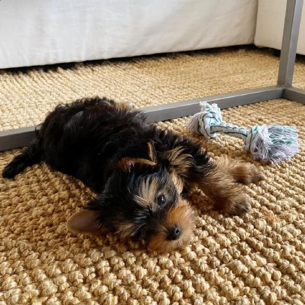 belllissimi cuccioli di yorkshire terrier