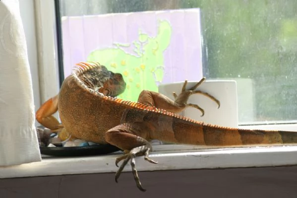 iguana rossa disponibile per una nuova casa | Foto 1