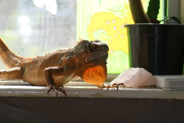 iguana rossa disponibile per una nuova casa | Foto 0
