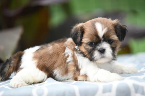 questo cucciolo estroverso è charlotte!