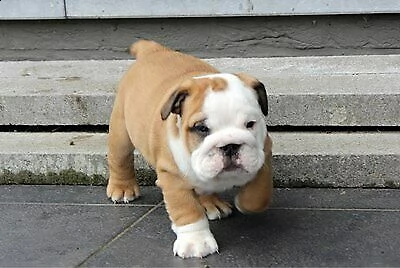 cucciolo di bulldog inglese fedelissimo eccellentissimo