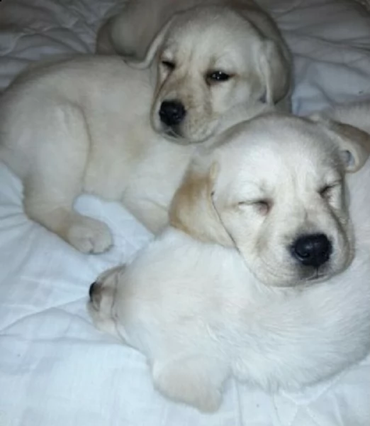 cuccioli di labrador miele,
