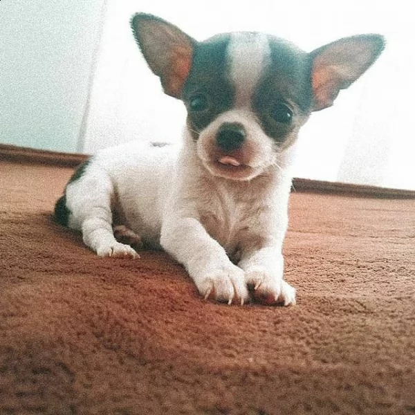 chihuahua chic