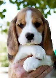 cucciolo di beagle bellissimi intelligentissimi