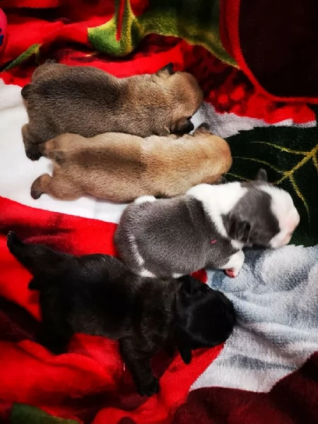 bellissimi esemplari di cuccioli  bulldoge francese..
