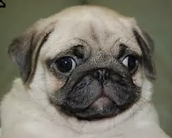 cucciolini di carlino, di 90 giorni