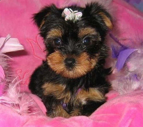 cuccioli di yorkshire con pedigree  | Foto 0