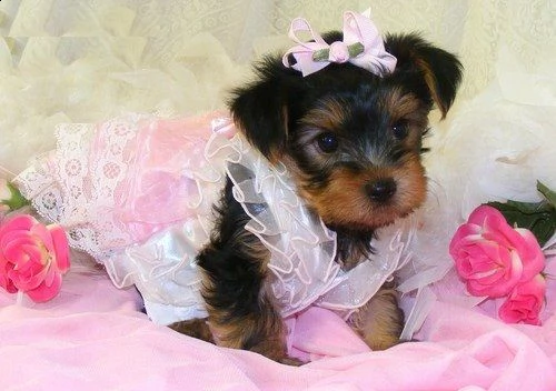 cuccioli di yorkshire con pedigree 