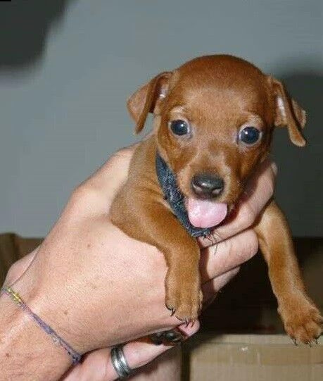 favolosissimi e sanissimi cucciolotti di pincherini toy