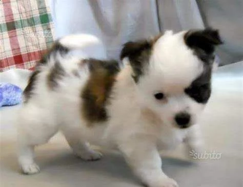 cuccioletto di spitz e shitzu
