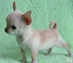 cucciolotti di chihuahua 