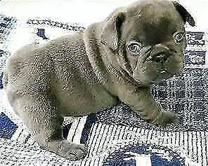 cucciolotti di bulldog francese blu blu, di 90 giorni