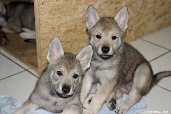  regalo adorabili cuccioli cane lupo