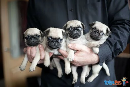 disponibile cucciolo di carlino perfettissimo intelligentissimo 