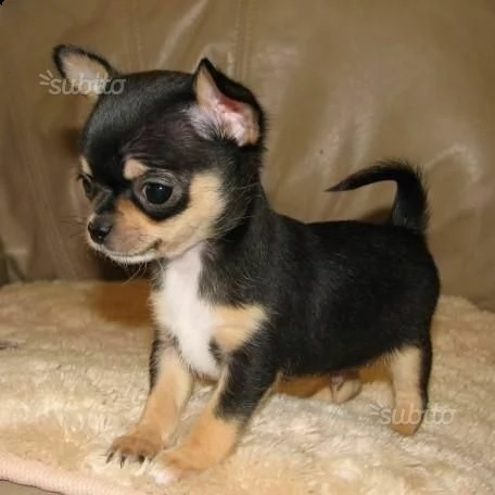 cuccioli di pincher chiuahua toy di due mesi 