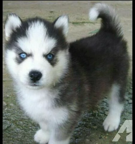 cucciolo di husky siberiano